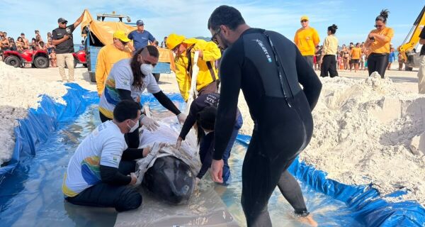 Golfinho de cerca de 400 kg é resgatado após encalhar na Praia do Forte, em Cabo Frio