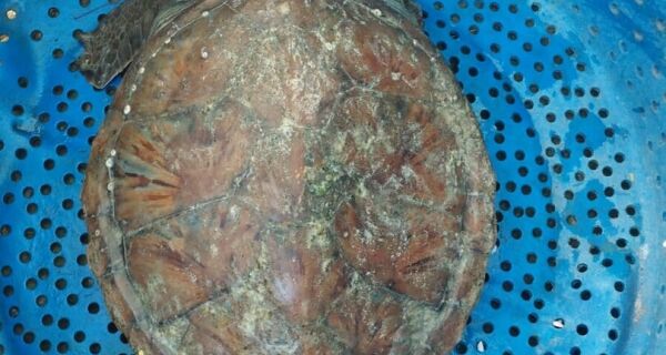 Tartaruga marinha debilitada no Canto da Praia do Forte é resgatada pela Guarda Civil Municipal

