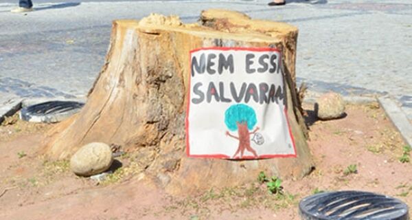 Derrubada de árvore na Praça Porto Rocha causa polêmica e indignação em Cabo Frio