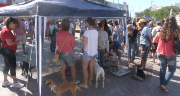 ONG promove feira de adoção de animais na Praça Porto Rocha