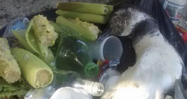 Pinguim morto é descartado no lixo em Arraial