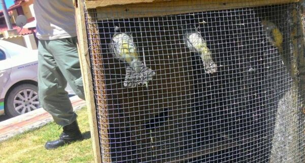 Guarda-parques do Inea desmantelam ‘fábrica’ de pegar pássaros silvestres em Arraial