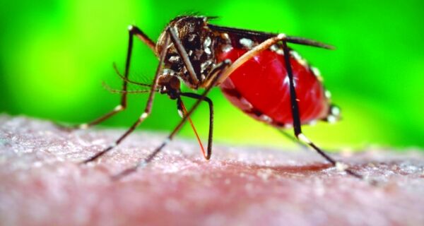 Casos de dengue em Cabo Frio ultrapassam os 700