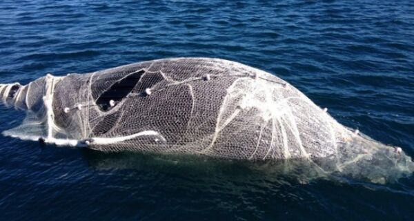 Baleia morre enrolada em rede de pesca em Arraial