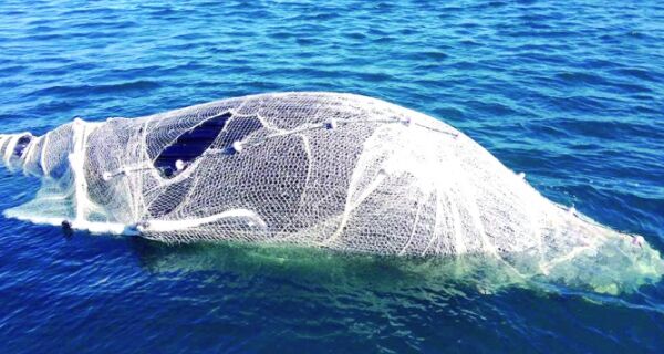ICM-Bio acredita que morte de baleia em Arraial tenha sido acidental