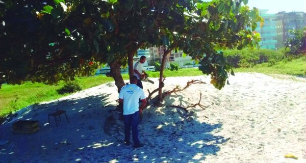 Secretaria do Ambiente de Cabo Frio faz retirada de árvores exóticas