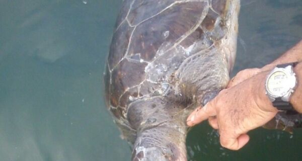 Tartaruga morre enroscada em rede de pesca proibida em Arraial