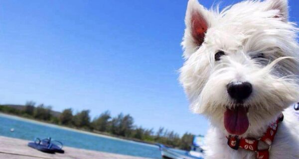 Cabo Frio promove vacinação de cães e gatos contra a raiva na próxima semana