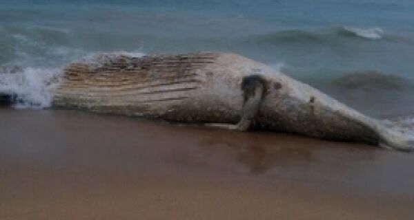 Moradores encontram baleia morta em Búzios