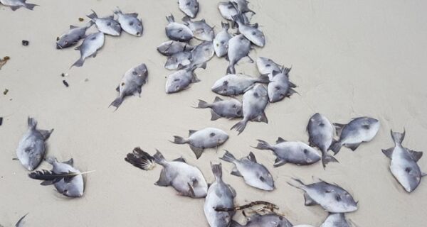 Praia do Forte amanheceu com mais de dois quilômetros de peixes mortos na areia