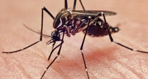 Aedes: 855 cidades estão em alerta