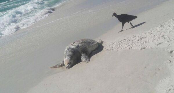 Tartaruga gigante aparece morta na Praia do Foguete