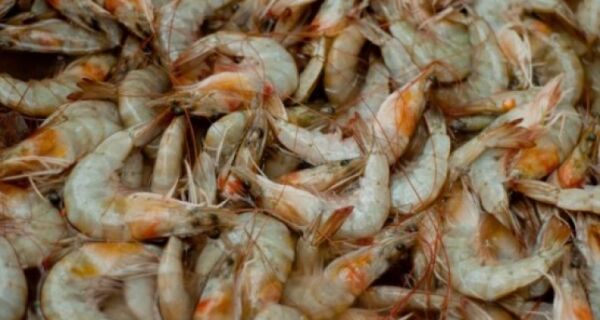 Prefeitura promete fiscalizar origem de camarão consumido em festival