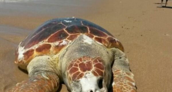 Quarta tartaruga de grande porte é encontrada morta em Búzios em setembro