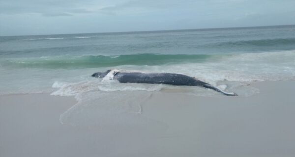 Filhote de baleia encalha e morre em Arraial do Cabo