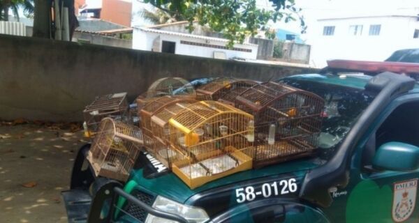 Polícia Ambiental apreende 38 pássaros silvestres em Figueira