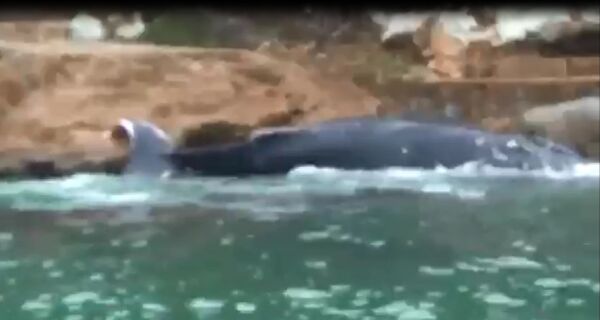 Baleia salva no fim de semana aparece morta no litoral de Arraial do Cabo