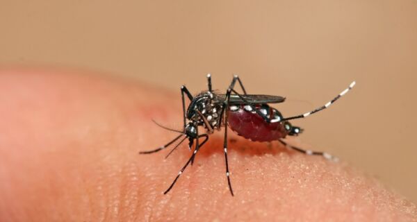 Cabo Frio tem 205 casos de dengue em 2017