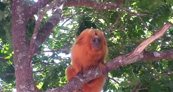 Prefeitura de Cabo Frio reassume gestão do Parque Natural Municipal do Mico Leão Dourado