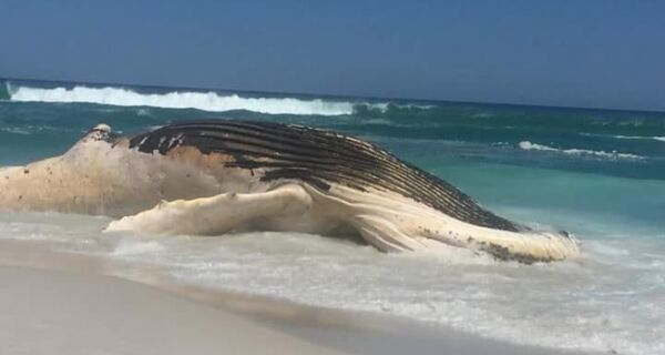 Baleia-jubarte é encontrada morta na Praia de Massambaba, em Arraial do Cabo