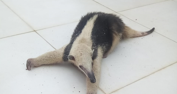 Tamanduá-mirim é encontrado em praia de Tamoios