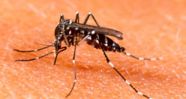 ​Semestre teve mais de 400 casos de doenças causadas pelo Aedes aegypti em Cabo Frio