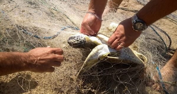 Tartarugas encontradas mortas em Búzios vão passar por necropsia