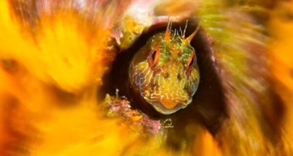 Costa do Peró tem competição nacional de fotos subaquáticas