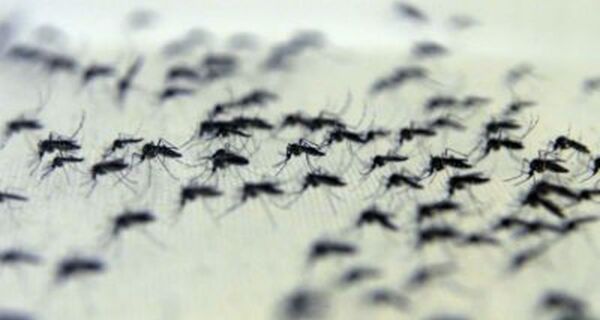 Ministro da Saúde alerta para surgimento de novos casos de dengue no Rio