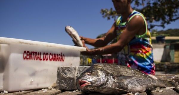 Análise científica atesta qualidade do pescado da Lagoa de Araruama