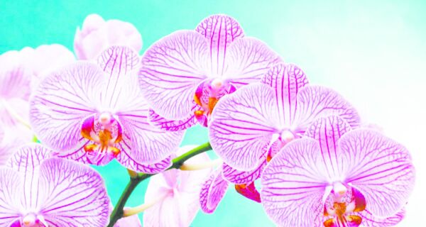 Horto recebe exposição de orquídeas e plantas ornamentais 