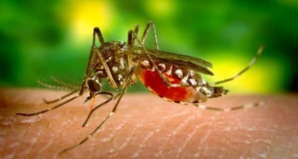 Estudo da Fiocruz identifica circulação de nova linhagem da zika no Brasil