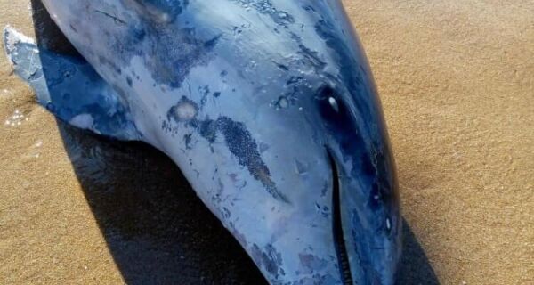 Golfinho é encontrado morto em praia de Búzios