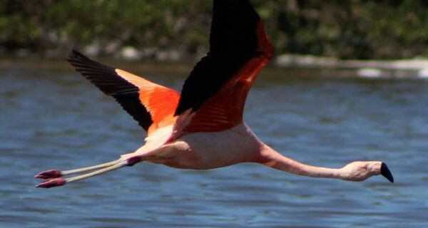 Observação de aves é tema do programa online ‘Cabo Frio + Ecoturismo’ desta semana