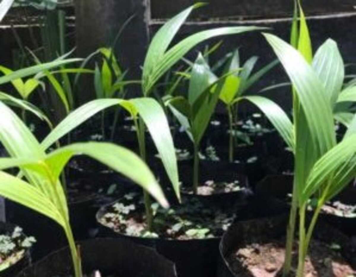 Horto Municipal de São Pedro da Aldeia produz três mil mudas de árvores ...