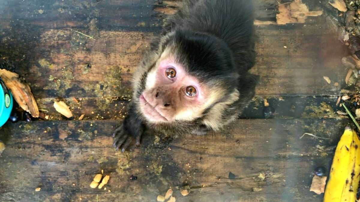Macaco-prego ferido é resgatado pelo IAT de Cianorte e se recupera