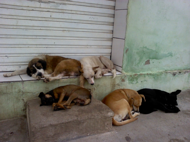 Durante a pandemia, animais de rua ficam à própria sorte em Cabo Frio -  Folha dos Lagos